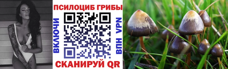 hydra ссылки  Разумное  Галлюциногенные грибы прущие грибы 